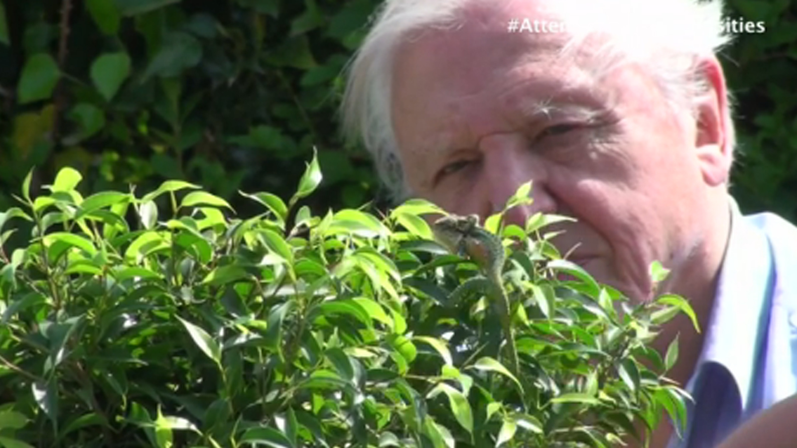 David Attenborough S Natural Curiosities Stretched To The Limit David Attenborough S Natural Curiosities Stretched To The Limit