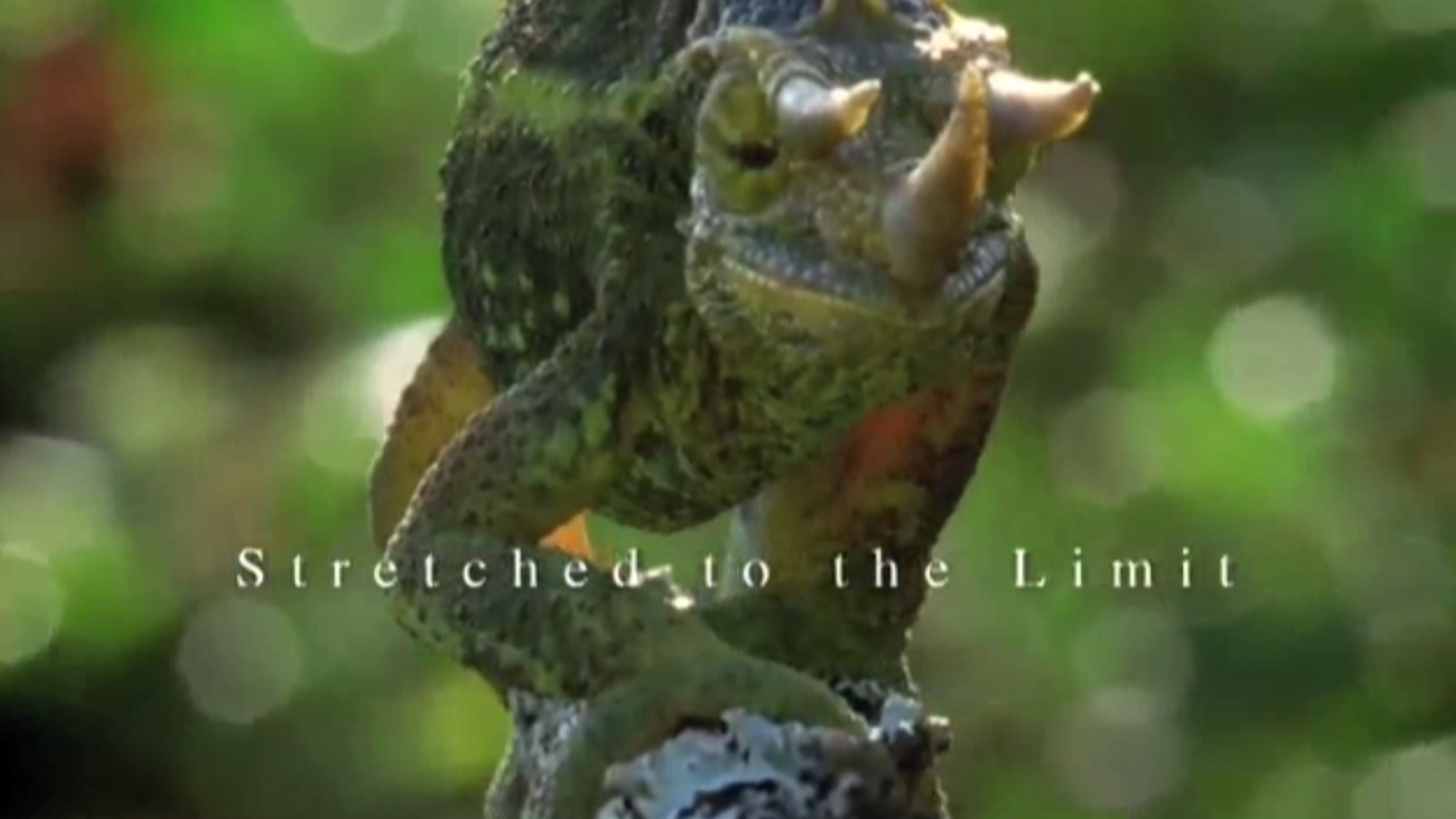 David Attenborough S Natural Curiosities Stretched To The Limit David Attenborough S Natural Curiosities Stretched To The Limit