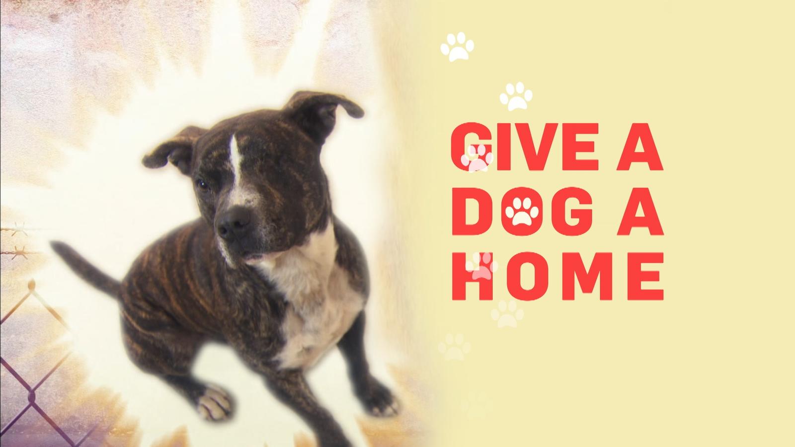 Watch Give a Dog a Home Online On Demand UKTV Play