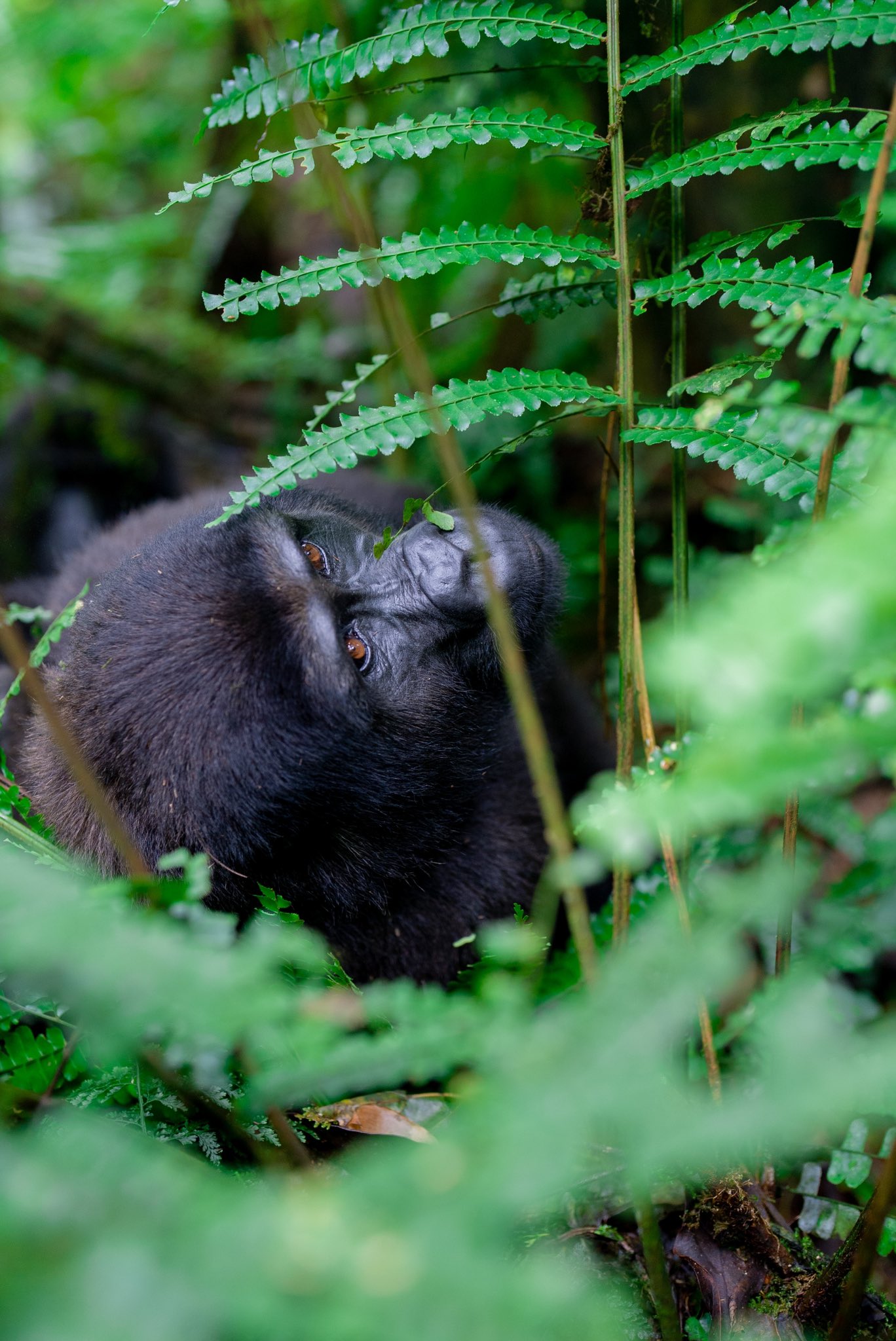 Gorilla Trekking at Bwindi by @247px