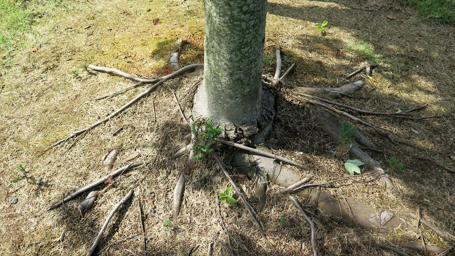 Benefits Of Pruning Tree