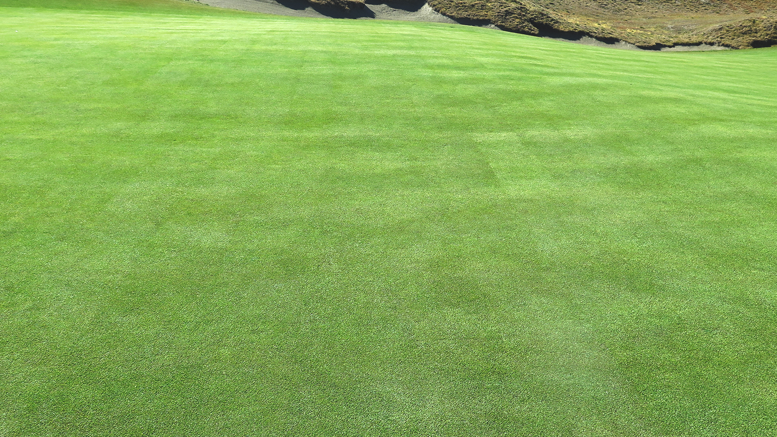 Sometimes Poa annua Is The Answer
