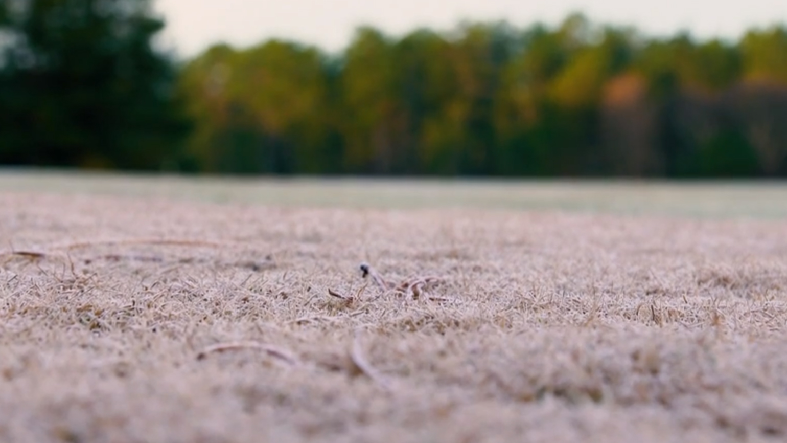 Frost Delay — It's Worth The Wait
