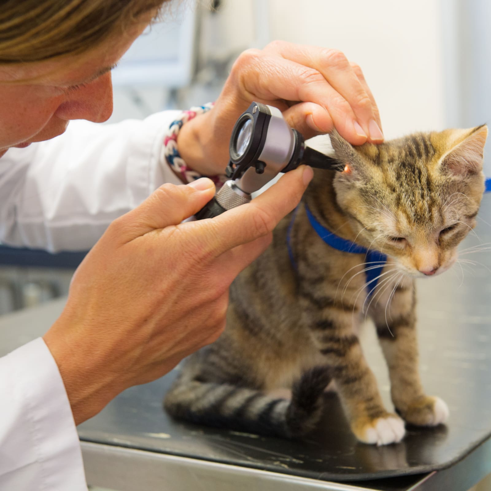Pet Insurance for Cats: How Does It 