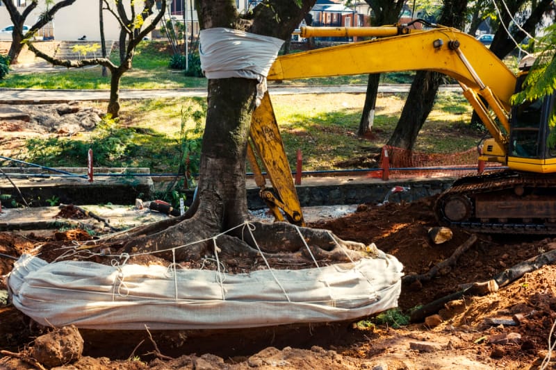 Does Homeowners Insurance Cover Tree Removal after a Storm
