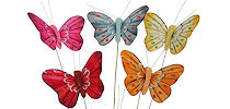 Butterflies sale