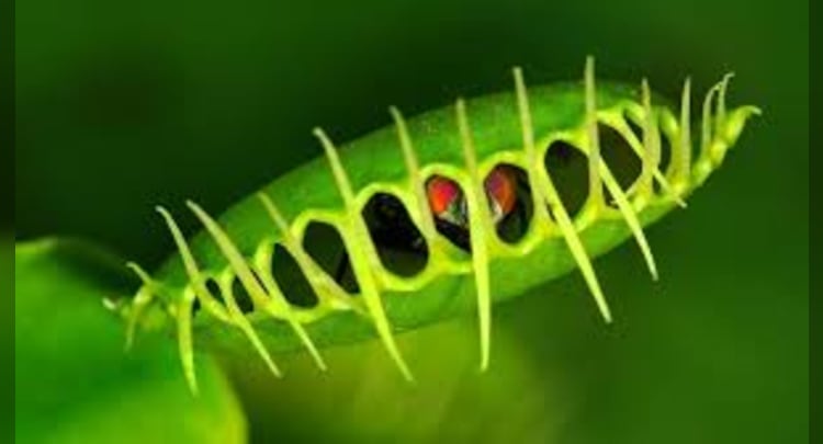 venus fly trap