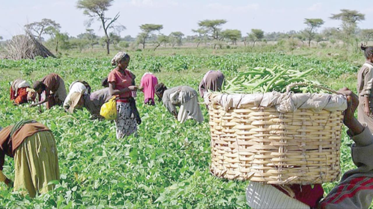 ActionAid calls for improved investment in agriculture ActionAid calls for improved investment in agriculture