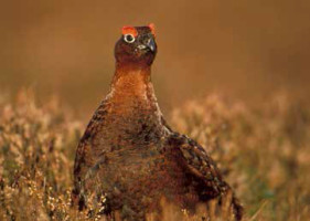 The infamous grouse