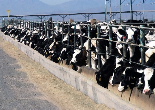 Confinamento bovino de corte.