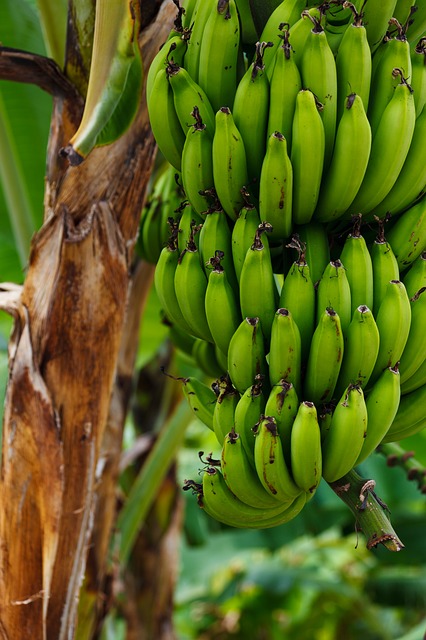 Pé com vários caixos de bananas verdes.