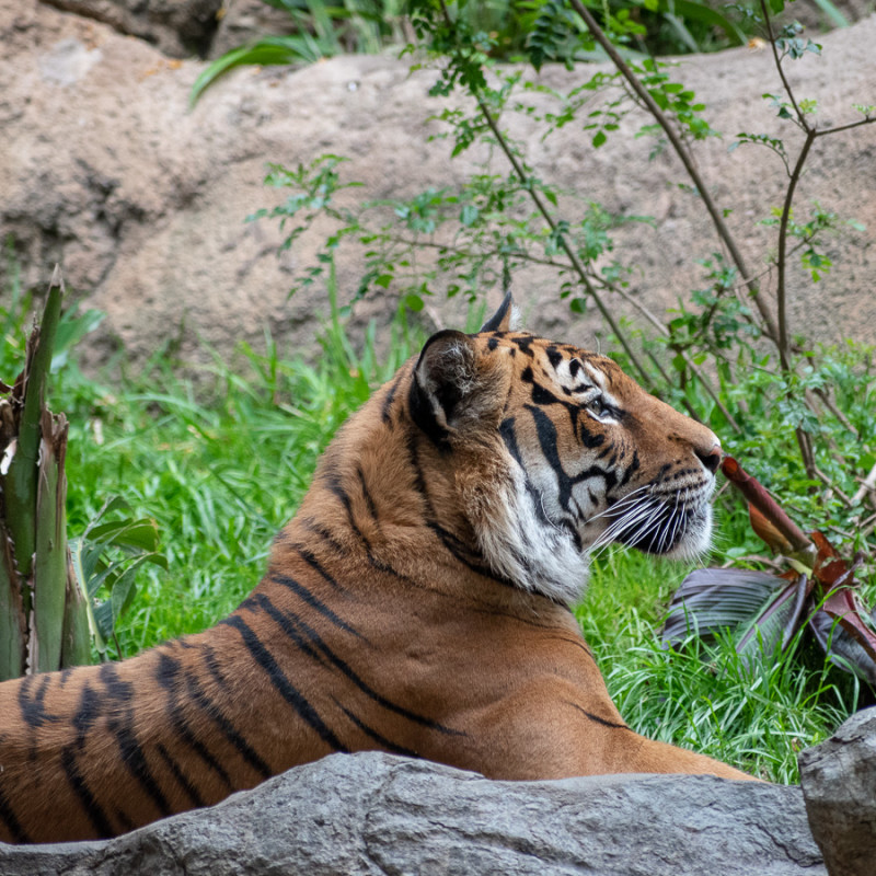 San Diego Zoo