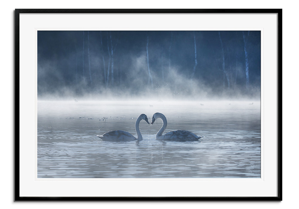 Swan Mist by 