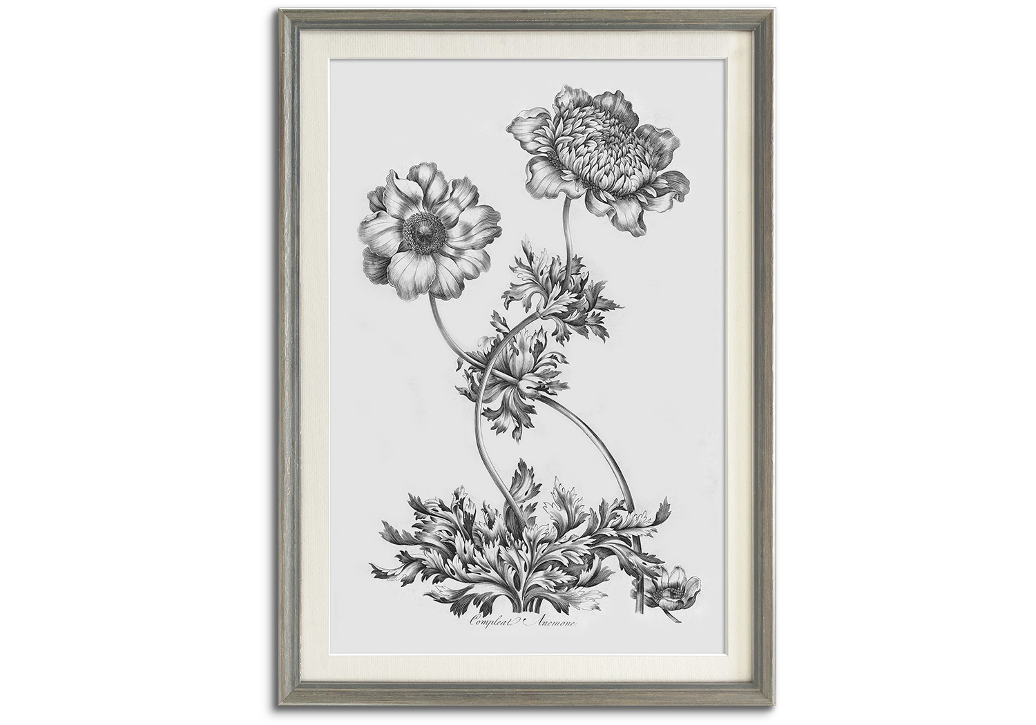 Vintage Botanical IV by 