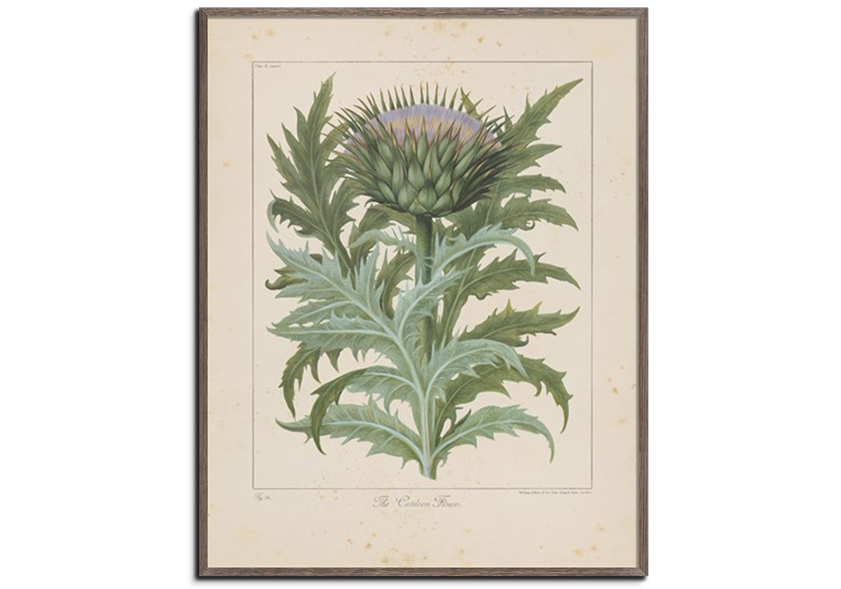Cardoon by 
