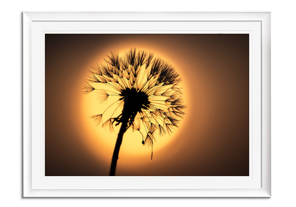 Dandelion by 