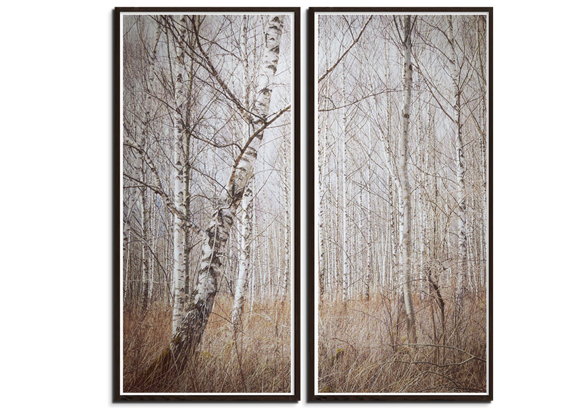 Birch Forest by 