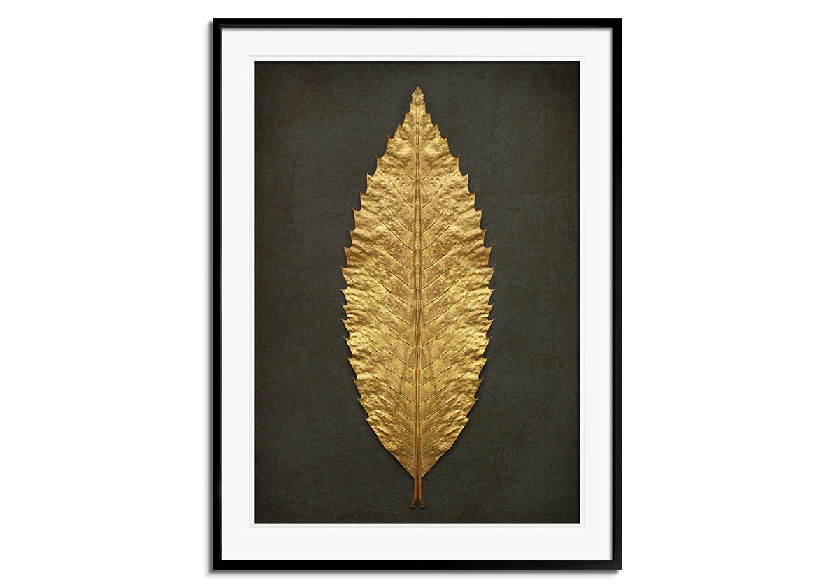 Gold Sweet Chestnut Leaf by 