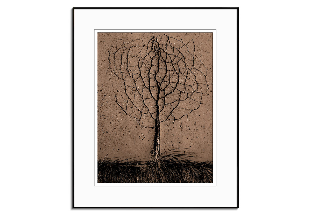 Asphalt Tree by 
