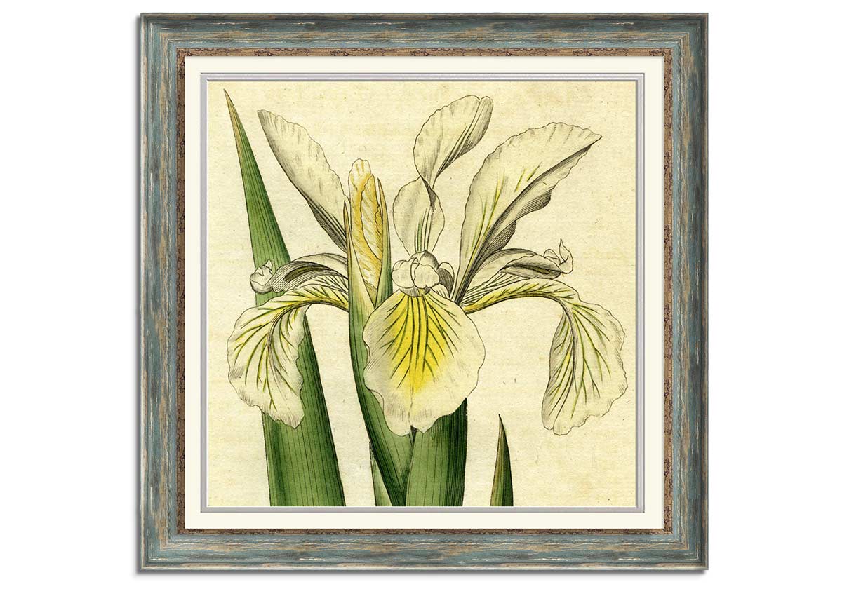 Botanical illustration of Tall Iris by 