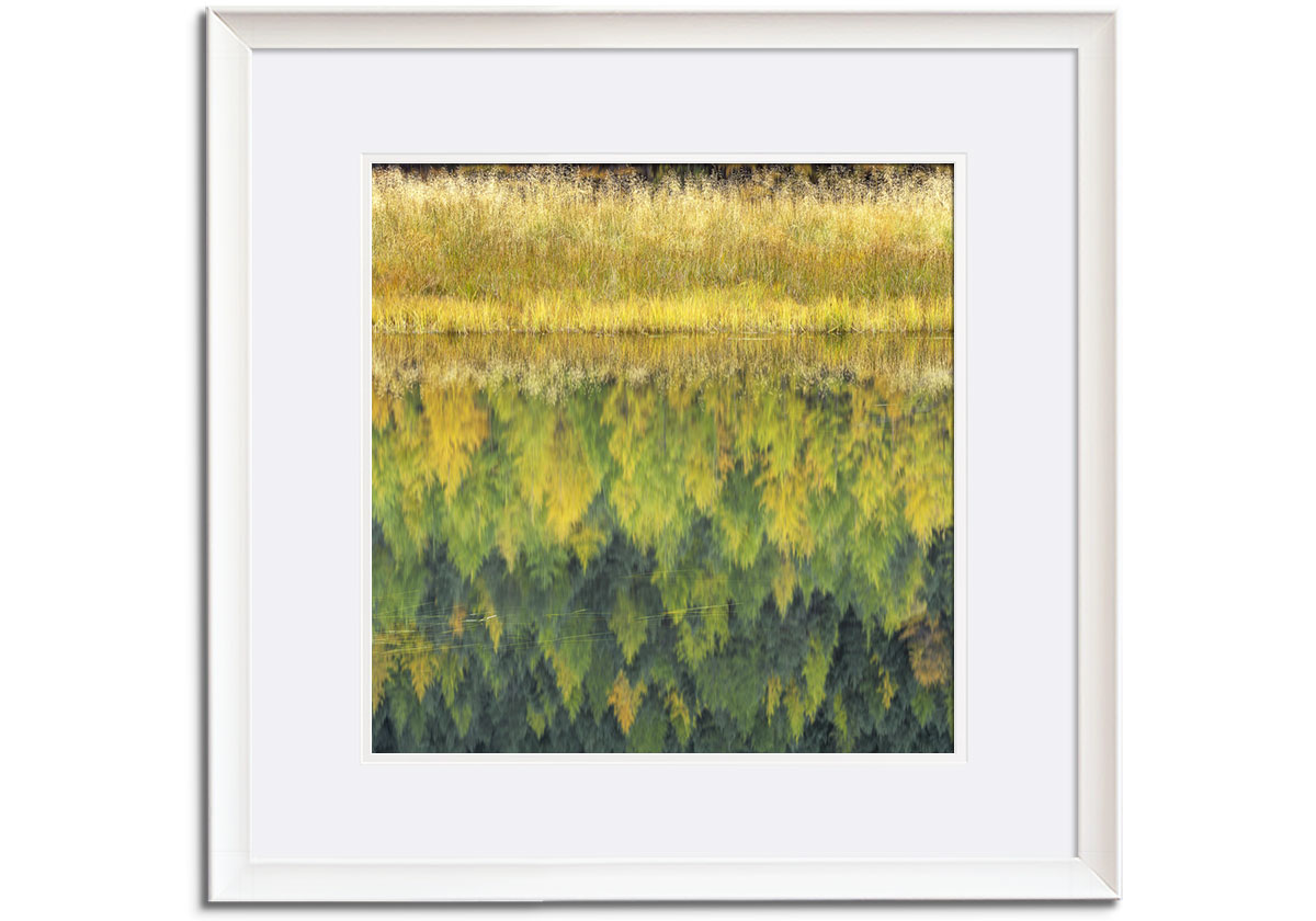Sedge and Fir by 