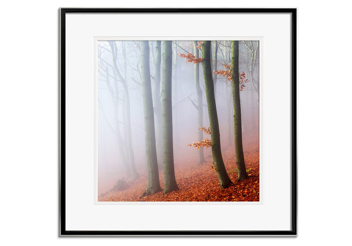 Beeches by 