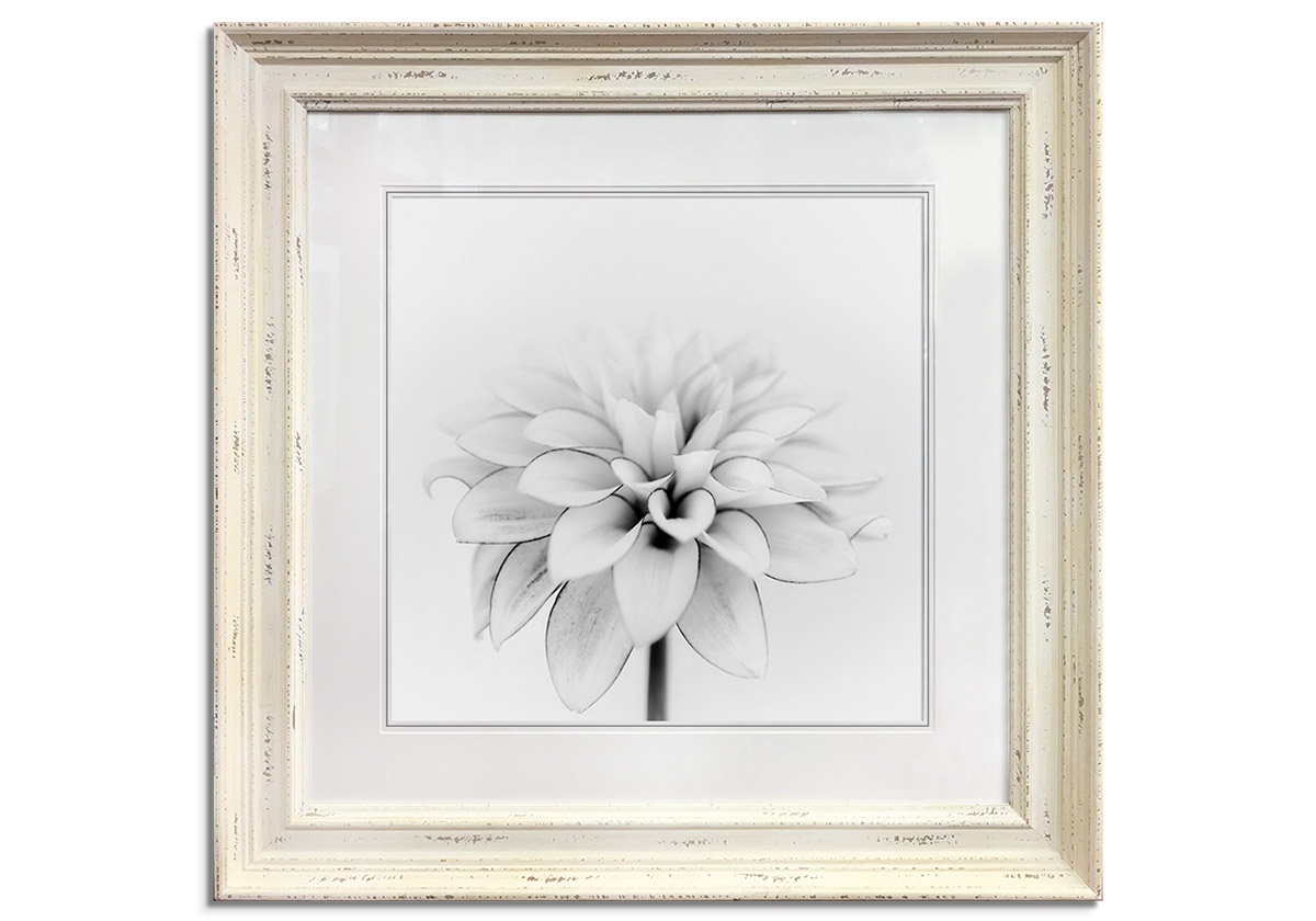 White Dahlia by 