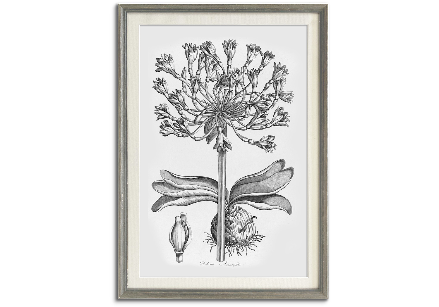 Vintage Botanical I by 