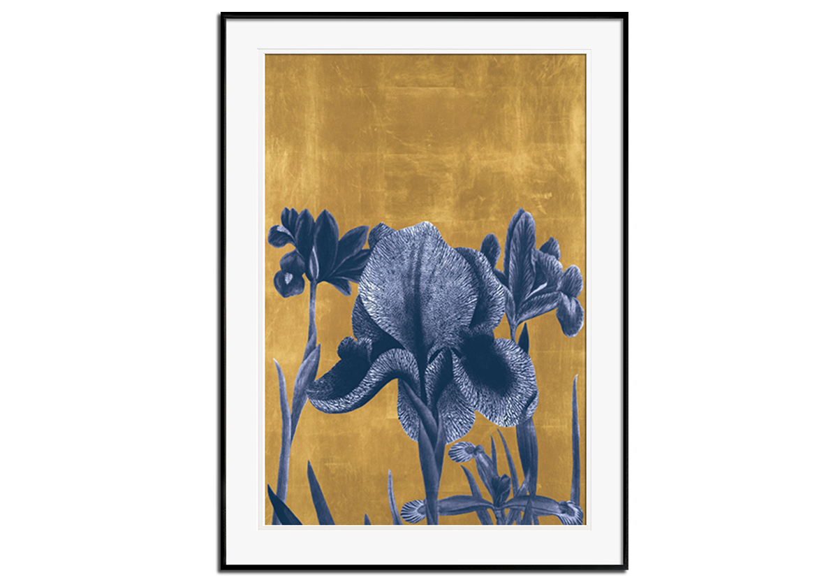 Iris Iridescent by 