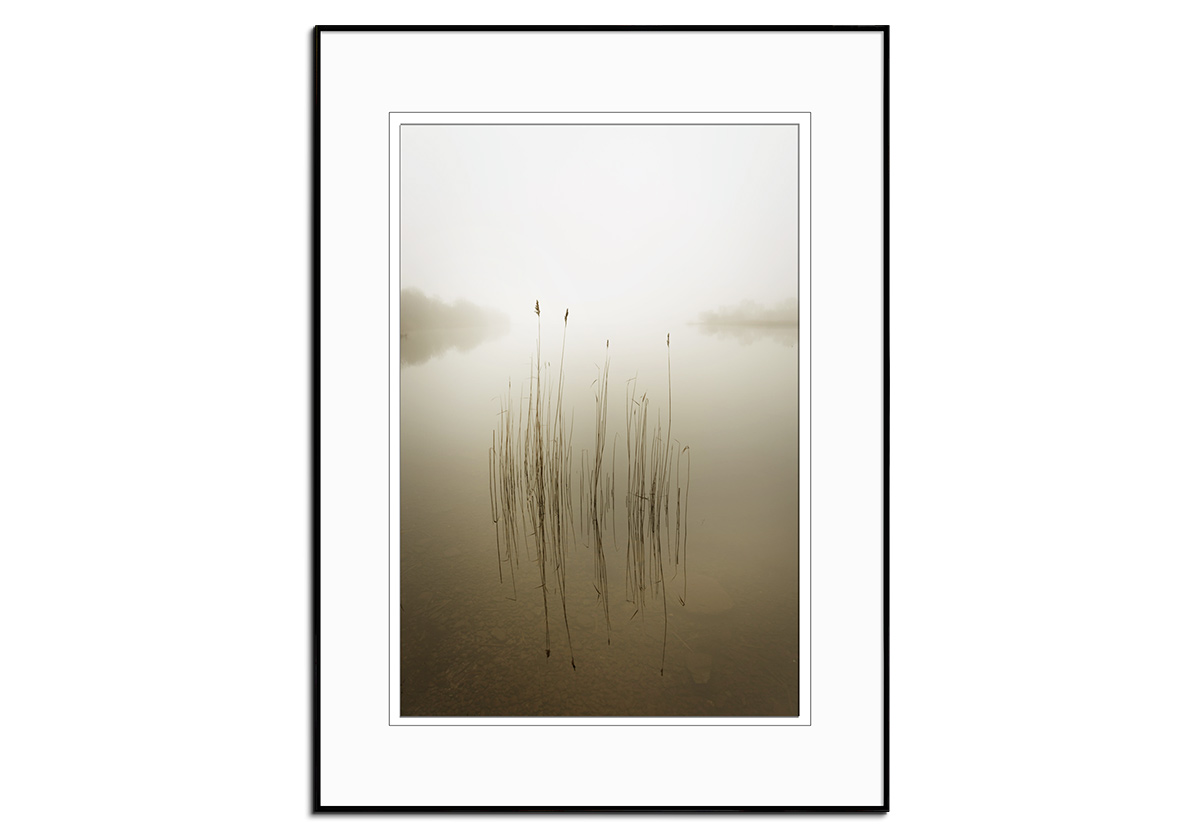 Reeds in the Mist by 