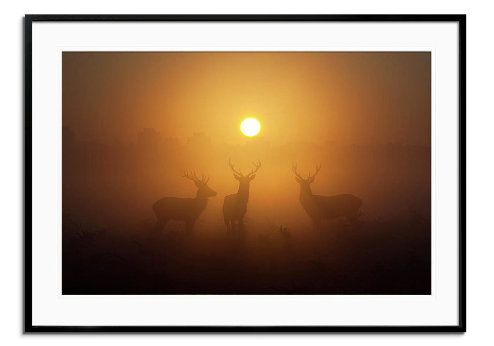 Three Red Deers by 