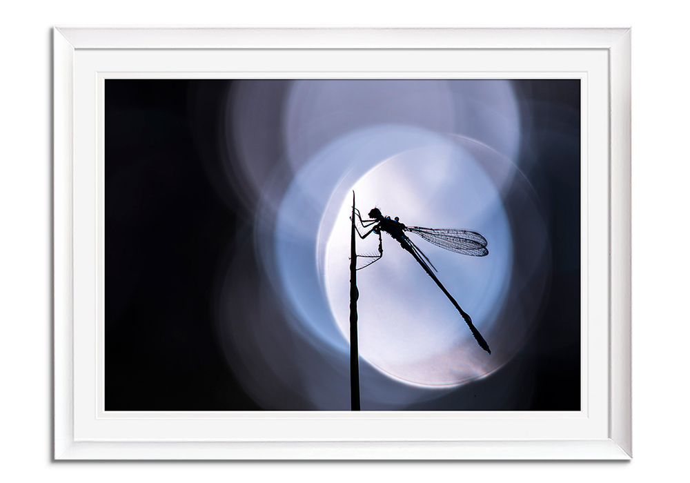 Damselfly Silhouette by 