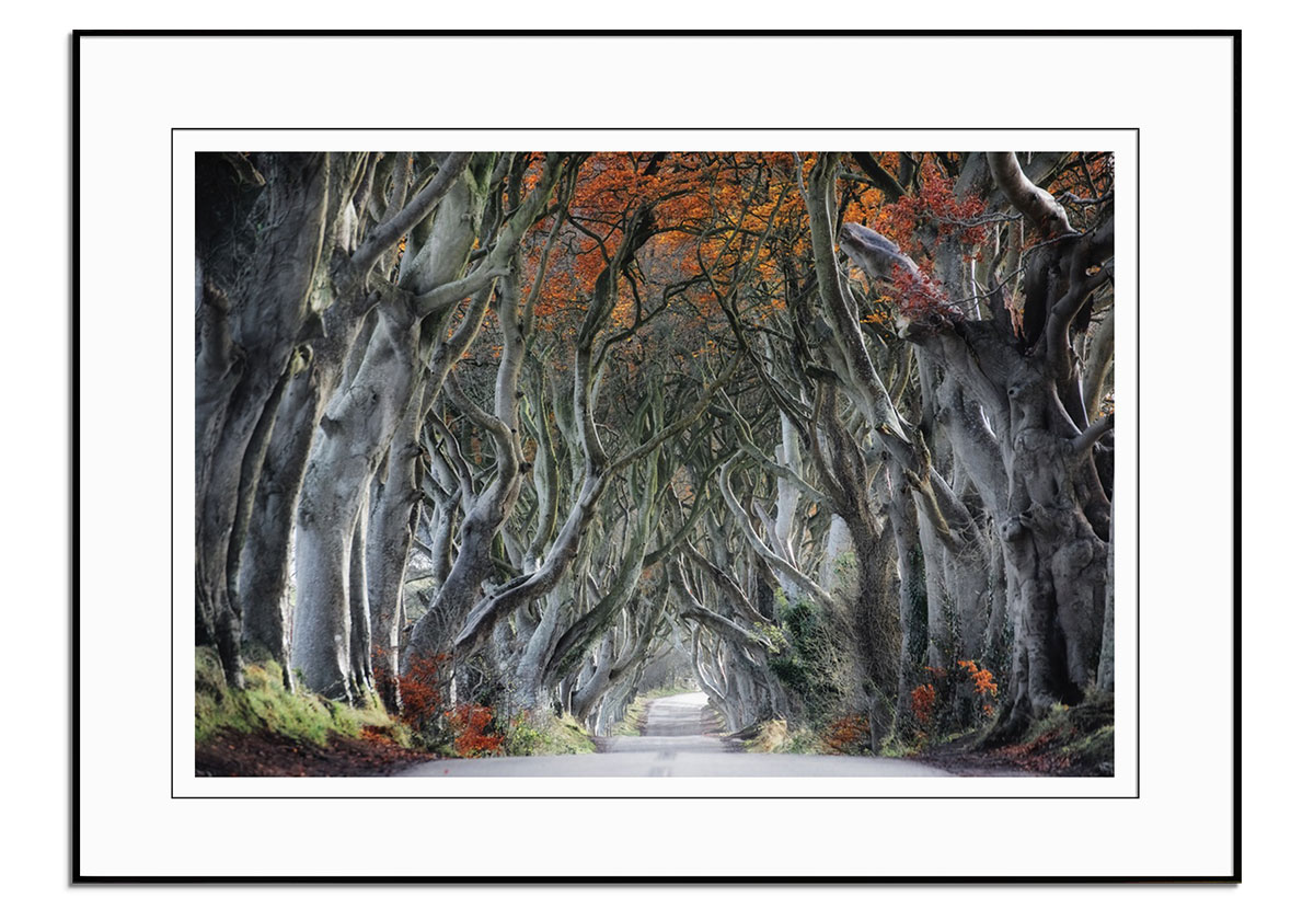 The Dark Hedges by 