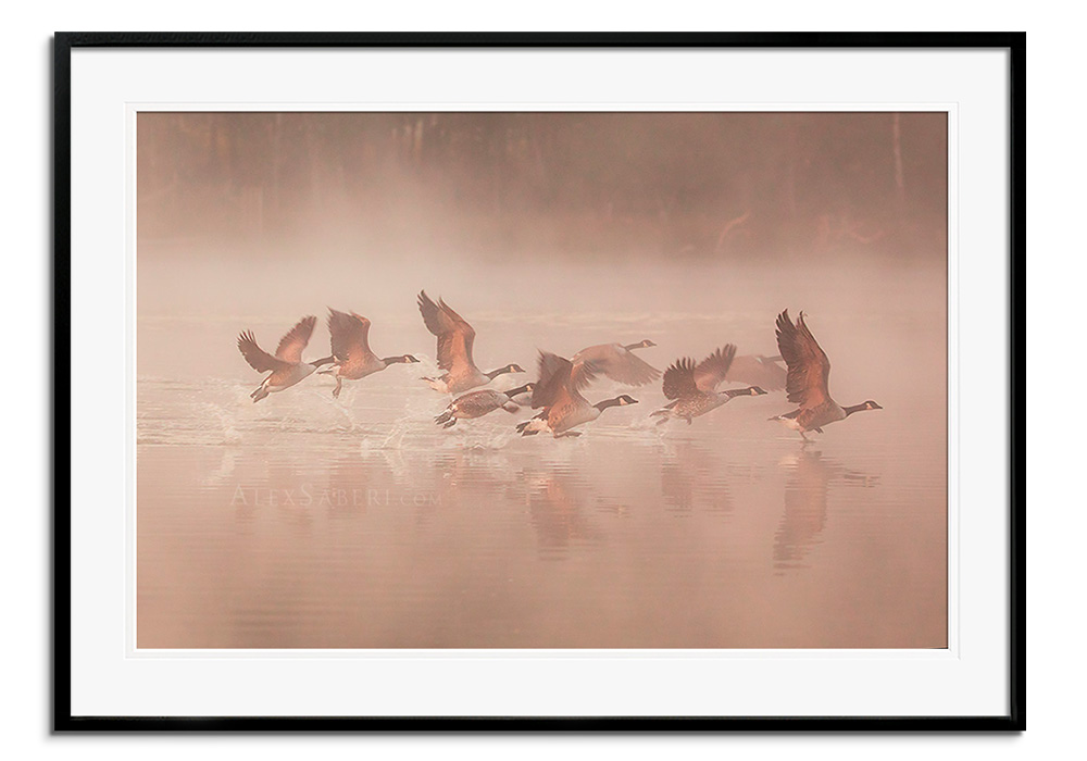 Misty Geese I by 