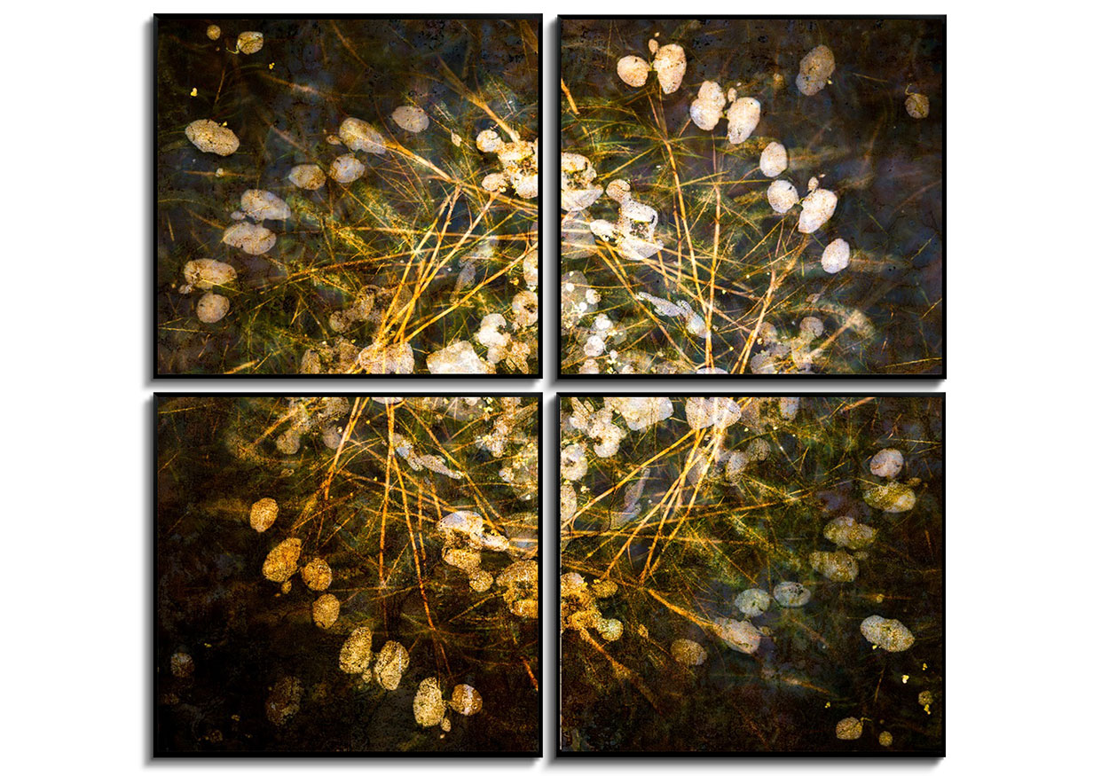 Water Plants - Quadtych by 