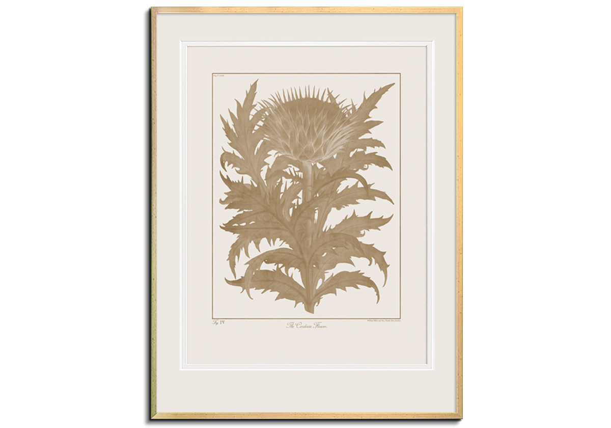 Botanicus Fawn - Cardoon by 