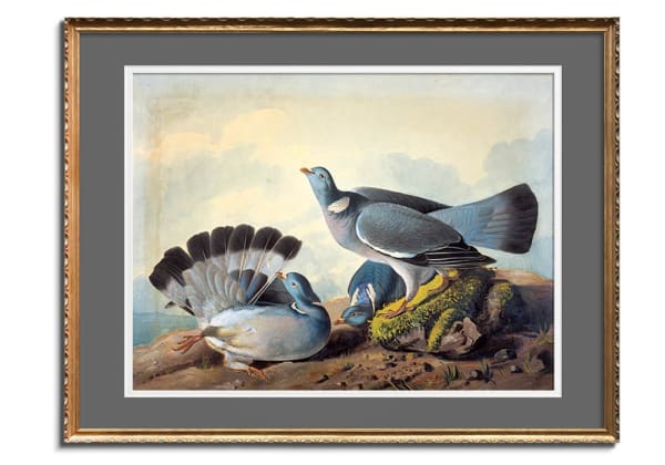 Rock Pigeons by John James Audubon