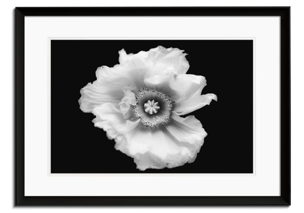 Poppy in Mono I by Lotte Grønkjær