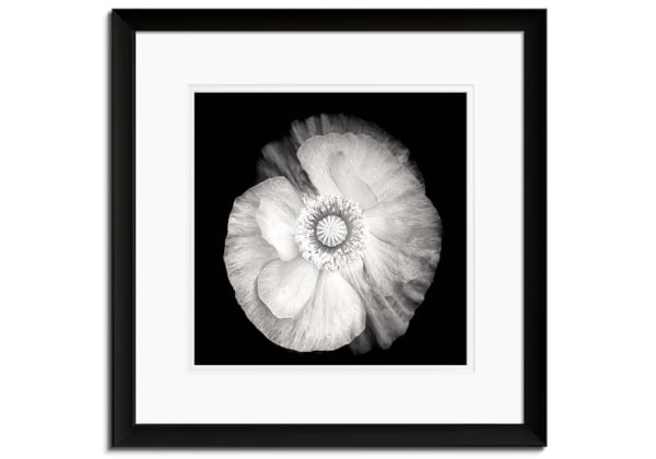 Poppy in Mono II by Lotte Grønkjær