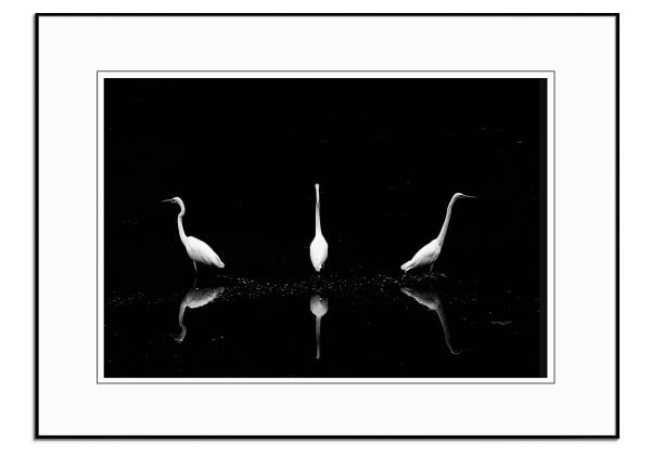 Trio of Egret by Yoshinori Matsui