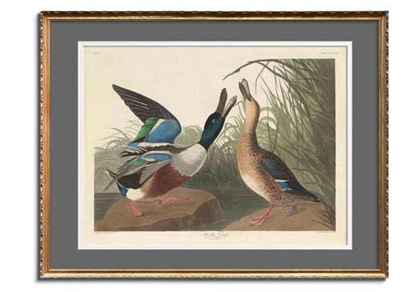 Shoveller Duck by John James Audubon