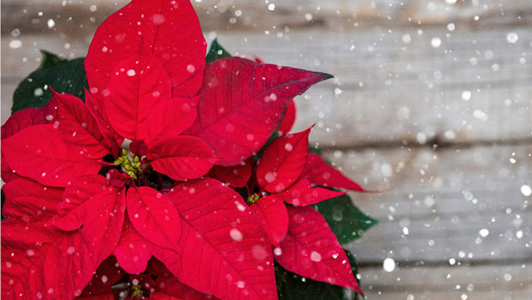 Bli medlem och få en julblomma Bli medlem och få en julblomma