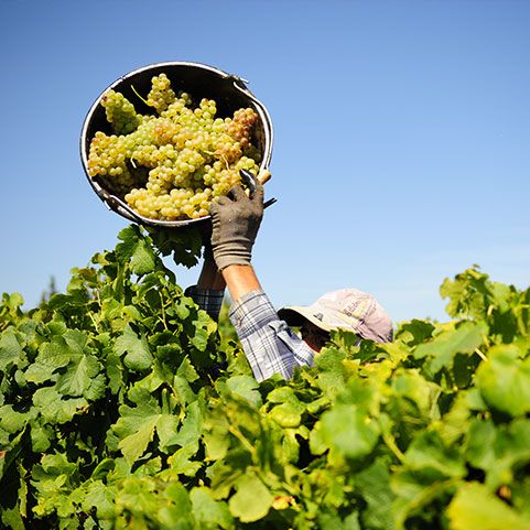 Beaune 1er Cru