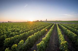 Chateau Canon 1996 | Wine.com