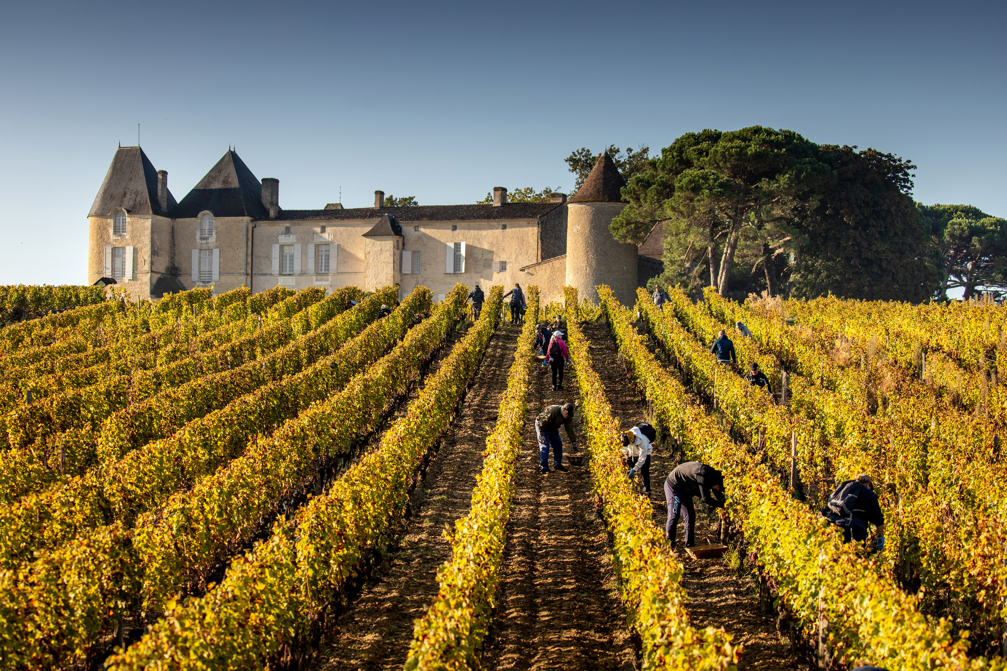 Chateau d'Yquem Sauternes 1983 | Wine.com