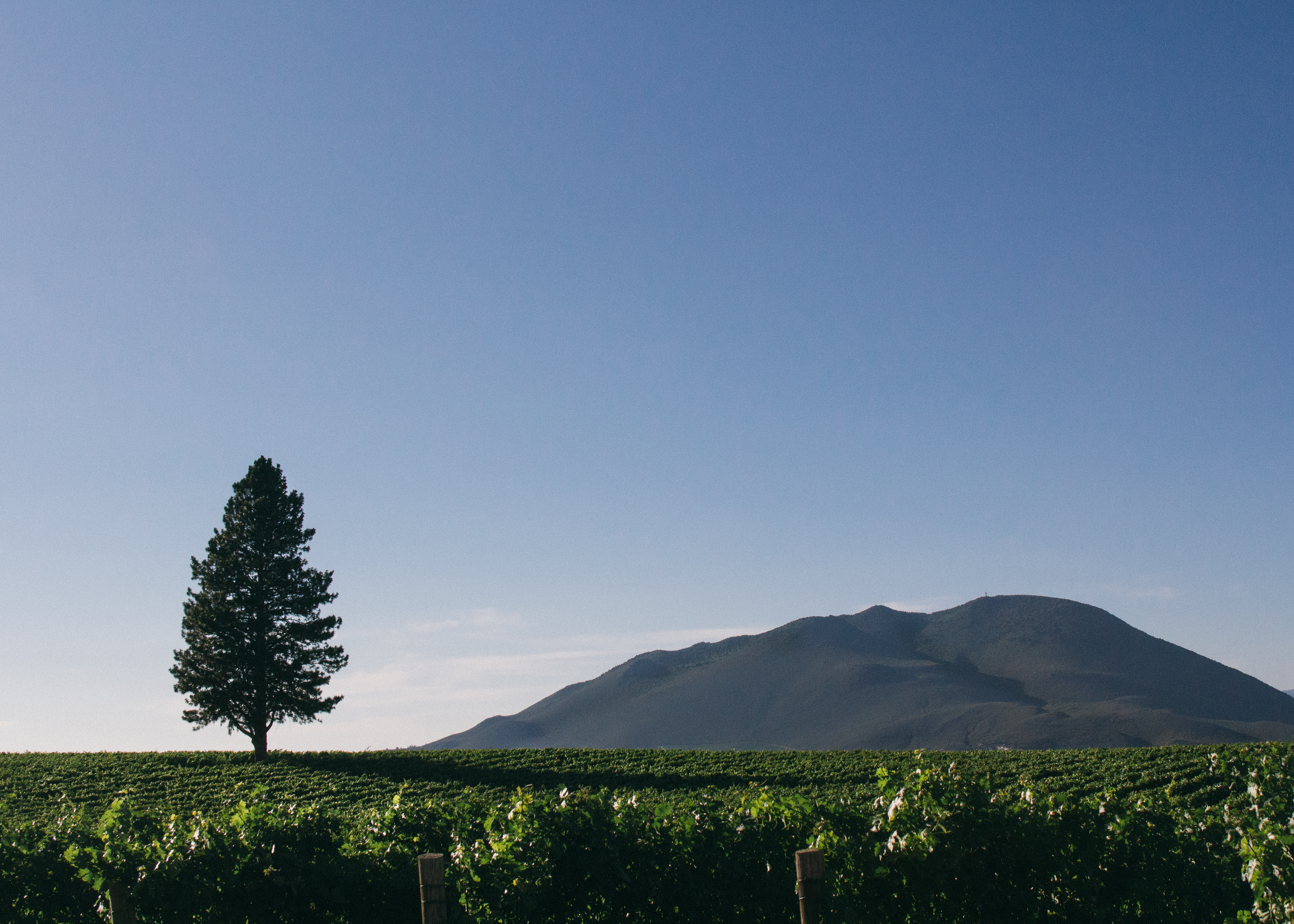 Sauvignon 2019 Vineyards by Cabernet AERENA Blackbird