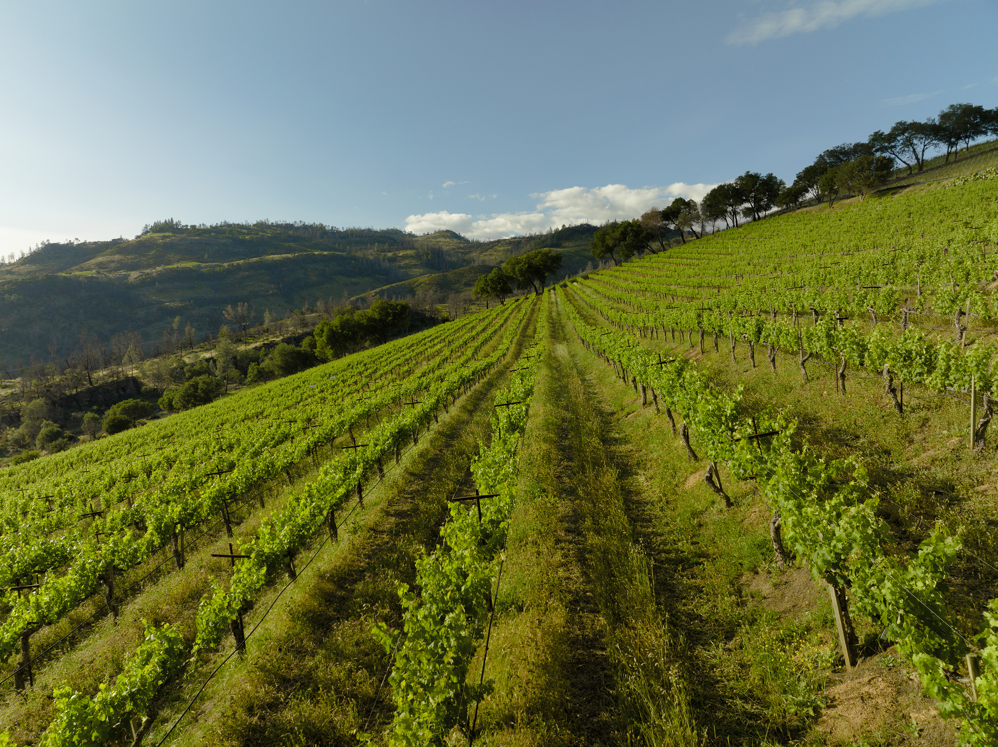 Burgess Contadina Cabernet Sauvignon 2017 | Wine.com