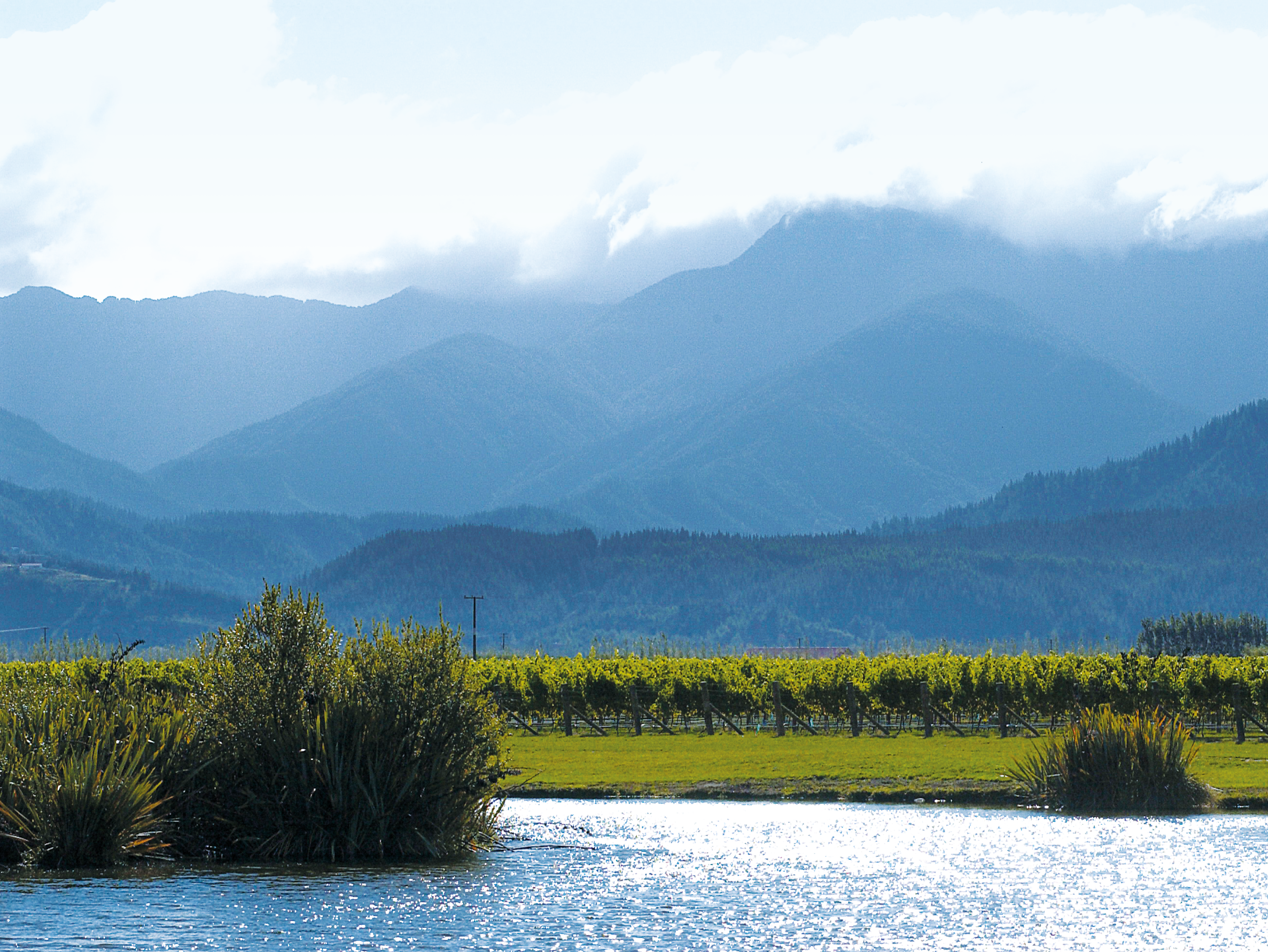 2015 Oyster Bay Sauvignon Blanc, Marlborough  prices, stores, tasting  notes & market data