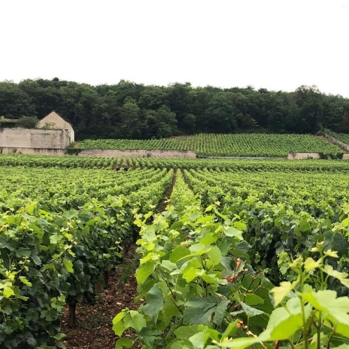 Louis Jadot Chablis Fourchaume Premier Cru 2020 | Wine.com