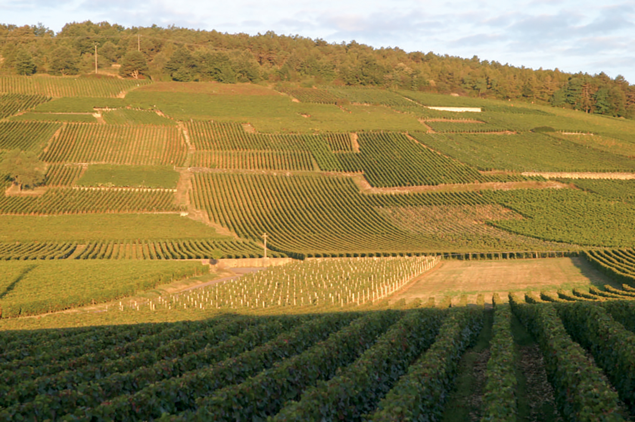 La Tâche 2012 Domaine de la Romanée-Conti (3 BT), Exclusive Releases from  Eva Fricke, Pristine Burgundy from the Cellar of a Distinguished British  Collector, Finest & Rarest Wines, 2022